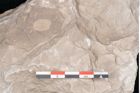 Foto (Detailansicht) von Dictyopteris brongniarti Gutb. (NHMW-GEO-2024-0188-10778)